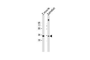 All lanes : Anti-DANRE X9 Antibody at 1:1000 dilution Lane 1: zebrafish muscle lysate Lane 2: zebrafish lysate Lysates/proteins at 20 μg per lane. (PAX9 anticorps  (N-Term))