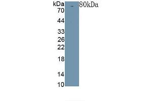 Detection of Recombinant Klotho, Rat using Polyclonal Antibody to Klotho (KL) (Klotho anticorps  (AA 517-956))