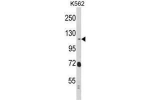 Western blot analysis of RASIP1 Antibody (Center) in K562 cell line lysates (35ug/lane).