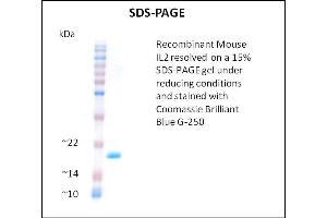 SDS-PAGE (SDS) image for Interleukin 2 (IL2) (Active) protein (ABIN5509345) (IL-2 Protéine)