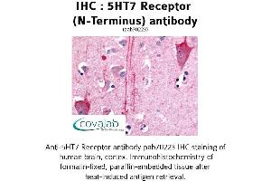 Image no. 1 for anti-5-Hydroxytryptamine (serotonin) Receptor 7 (Adenylate Cyclase-Coupled) (HTR7) (N-Term) antibody (ABIN1731387)