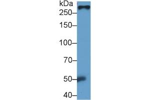 Detection of FN in Rat Serum using Monoclonal Antibody to Fibronectin (FN) (Fibronectin anticorps  (AA 355-558))