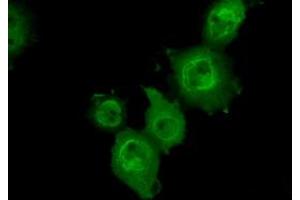 Anti-MAPK11 mouse monoclonal antibody (ABIN2453276) immunofluorescent staining of COS7 cells transiently transfected by pCMV6-ENTRY MAPK11 (RC206583). (MAPK11 anticorps)