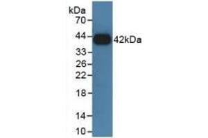 Western blot analysis of recombinant Rat GHR. (Growth Hormone Receptor anticorps  (AA 353-588))