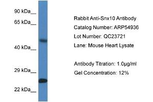 Western Blotting (WB) image for anti-Sorting Nexin 10 (SNX10) (Middle Region) antibody (ABIN2785961) (SNX10 anticorps  (Middle Region))