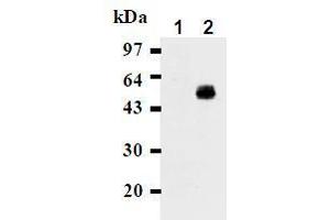 Western Blotting (WB) image for anti-CD274 (PD-L1) antibody (ABIN1449170) (PD-L1 anticorps)