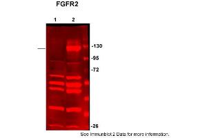 Sample Type: HEK293 (20ug)Primary Dilution:1:200Secondary Dilution:1:5000Image Submitted by: Anonymous&rarr,See Customer Feedback section for detailed Information (FGFR2 anticorps  (C-Term))