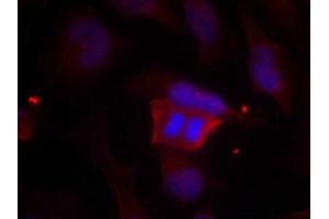 Immunofluorescence staining of methanol-fixed Hela cells using DARPP-32(Phospho-Thr75) Antibody.