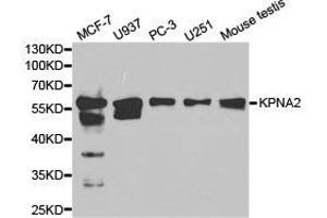 Western Blotting (WB) image for anti-Karyopherin alpha 2 (RAG Cohort 1, Importin alpha 1) (KPNA2) antibody (ABIN1873457) (KPNA2 anticorps)
