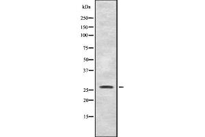 Western blot analysis of SYF2 expression in Mouse liver lysate,The lane on the left is treated with the antigen-specific peptide. (SYF2 anticorps  (C-Term))