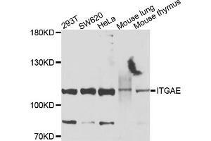 Western blot analysis of extracts of various cell lines, using ITGAE antibody. (CD103 anticorps)