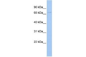 WB Suggested Anti-UGT3A2 Antibody Titration:  0. (UGT3A2 anticorps  (Middle Region))