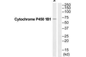 Western blot analysis of extracts from Jurkat cells, using CP1B1 antibody. (CYP1B1 anticorps  (C-Term))