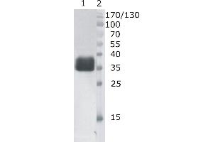 Western Blot testing of anti-bovine DNaseI monoclonal antibody (6D5). (DNASE1 anticorps)
