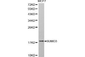 Western blot analysis of extracts of MCF-7 cells, using SUMO3 antibody (ABIN5971585) at 1:800 dilution. (SUMO3 anticorps)