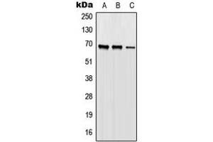 Western blot analysis of ORC2 expression in HEK293T (A), Raw264.