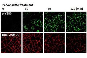 Confocal Immunofluorescence Microscopy of Rabbit Anti-JAM-A pY280 antibody of confluent (intestinal epithelial cells) IECs.
