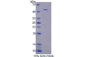 SDS-PAGE (SDS) image for Nucleobindin 1 (NUCB1) (AA 26-413) protein (His tag) (ABIN6237412)