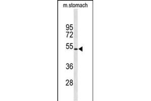 Western blot analysis of KCNJ11 Antibody (N-term) (ABIN653157 and ABIN2842725) in mouse stomach tissue lysates (35 μg/lane). (KCNJ11 anticorps  (N-Term))