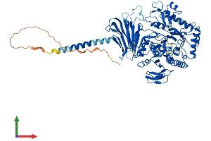 AlphaFold protein structure predicition of Human Recombinant MYORG Protein, UniprotID Q6NSJ0
