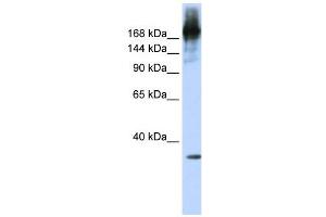 WB Suggested Anti-PRPF8  Antibody Titration: 0. (PRPF8 anticorps  (N-Term))