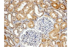 AP31060PU-N WRNIP1 antibody staining of paraffin embedded Human Kidney. (WRNIP1 anticorps  (C-Term))