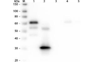 Western Blot of Anti-Chicken IgG F(c) (RABBIT) Antibody . (Lapin anti-Poulet IgG (Fc Region) Anticorps (FITC) - Preadsorbed)