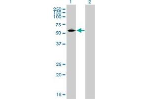 Western Blot analysis of CD33 expression in transfected 293T cell line by CD33 monoclonal antibody (M01), clone 2D12-G4. (CD33 anticorps  (AA 1-364))