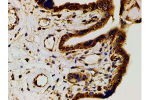 ABIN6267452 at 1/200 staining human placenta tissue sections by IHC-P.
