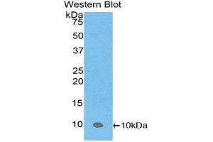 Western Blotting (WB) image for anti-Protein Kinase (CAMP-Dependent, Catalytic) Inhibitor alpha (PKIA) (AA 13-71) antibody (ABIN1860241) (PKIA anticorps  (AA 13-71))