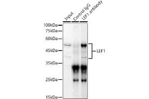 Immunoprecipitation (IP) image for anti-Lymphoid Enhancer-Binding Factor 1 (LEF1) (AA 100-399) antibody (ABIN5663810)