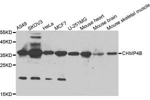 Western blot analysis of extracts of various cell lines, using CHMP4B antibody (ABIN5975521) at 1/1000 dilution. (CHMP4B anticorps)