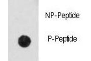 Dot blot analysis of phospho-CDK2 antibody.