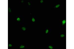 Immunofluorescence staining of U251 cells with ABIN7174212 at 1:166, counter-stained with DAPI. (LSM11 anticorps  (AA 1-141))