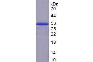SDS-PAGE of Protein Standard from the Kit (Highly purified E.