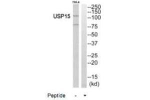 Western blot analysis of extracts from HeLa cells, using USP15 antibody. (USP15 anticorps  (N-Term))