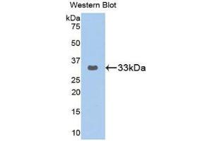 Western Blotting (WB) image for anti-GRB2-Related Adaptor Protein 2 (GRAP2) (AA 77-325) antibody (ABIN3202799) (GRAP2 anticorps  (AA 77-325))