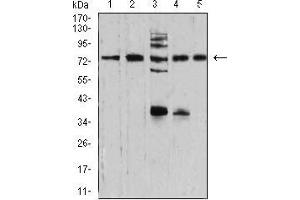 Western blot analysis using SYN1 mouse mAb against NIH/3T3 (1), U251 (2), C6 (3), A549 (4), and MCF-7 (5) cell lysate. (SYN1 anticorps  (AA 362-511))