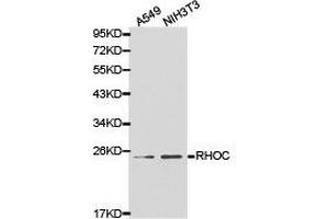 Western Blotting (WB) image for anti-Ras Homolog Gene Family, Member C (RHOC) antibody (ABIN1874605) (RHOC anticorps)