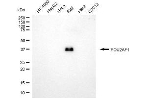 Western blotting analysis using POU2AF1 antibody (ABIN7799886).