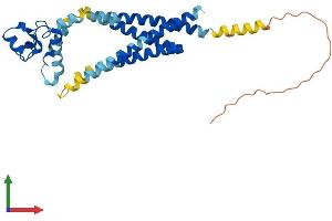 AlphaFold protein structure predicition of Human Recombinant TSPAN12 Protein, UniprotID O95859