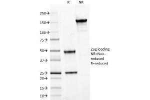 SDS-PAGE Analysis Purified PAX7 Mouse Monoclonal Antibody (PAX7/497). (PAX7 anticorps  (AA 301-505))