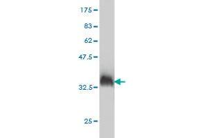 Western Blot detection against Immunogen (35.
