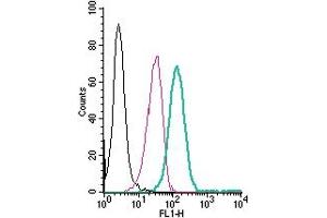 Cell surface detection of PAFR by direct flow cytometry in live intact human  monocytic leukemia cells: + Rabbit IgG isotype control-FITC. (PTAFR anticorps  (Extracellular) (FITC))