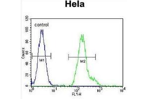 CEBPA Antibody (C-term) flow cytometric analysis of Hela cells (right histogram) compared to a negative control cell (left histogram). (CEBPA anticorps  (C-Term))