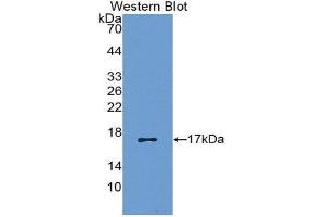Western Blotting (WB) image for anti-Chemokine (C-C Motif) Ligand 5 (CCL5) (AA 24-91) antibody (ABIN1172324) (CCL5 anticorps  (AA 24-91))