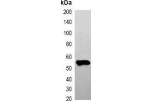 Western blot analysis of over-expressed FLAG-tagged protein in 293T cell lysate. (DYKDDDDK Tag anticorps)