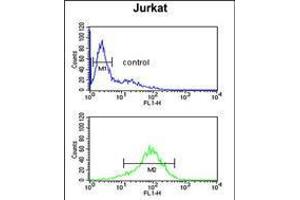 Flow cytometric analysis of Jurkat cells (bottom histogram) compared to a negative control cell (top histogram). (ANKRD49 anticorps  (AA 80-109))