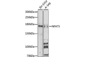 Western blot analysis of extracts of various cell lines, using NF antibody (ABIN7268975) at 1:1000 dilution.