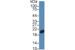 Detection of CNPY2 in Porcine Liver lysate using Polyclonal Antibody to Canopy 2 Homolog (CNPY2)